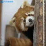 憨憨一个哇的头像-VAM®克苏恩资源社区